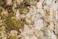 Old Bark Tree texture background, Brown Tree trunk Royalty Free Stock Photo