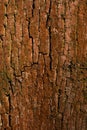 Old bark wood cracked texture with lichen