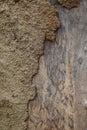 Old bark and wood texture and beautiful natural patterns Royalty Free Stock Photo