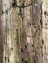 Old barkless tree with cracks and holes close u close up