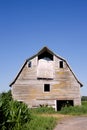 Old barn in the corn field Royalty Free Stock Photo