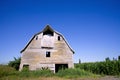 Old barn in the corn field Royalty Free Stock Photo