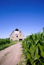 Old barn in the corn field Royalty Free Stock Photo