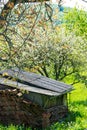 Old barn in a dense garden