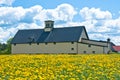 Old barn in a field of dandelions Royalty Free Stock Photo