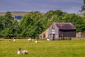 An old barn in a field with sheep Royalty Free Stock Photo