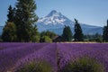 Old barn and Mount Hood with rows of Lavender bushes Royalty Free Stock Photo