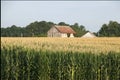 An old barn sitting in a field of corn Royalty Free Stock Photo