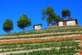 Old barn on strawberry field Royalty Free Stock Photo