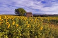 Old Barn in SunFlower and Lavender Fields on the Plateau De Valensole Royalty Free Stock Photo