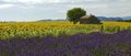 Old Barn in SunFlower and Lavender Fields on the Plateau De Valensole Royalty Free Stock Photo