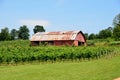 Old barn in vineyard Royalty Free Stock Photo