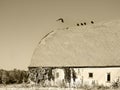 Vintage old barn with vultures on rooftop Sepia