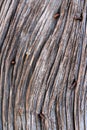 Old Barn wood with rusty nails Royalty Free Stock Photo