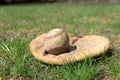 Old Baseball and Glove