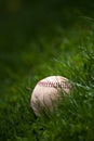 Old Baseball in the Grass