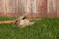 Old baseball mitt ball and bats in grass by old wood fence Royalty Free Stock Photo