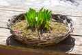 Old basket with the new flowers growing in it Royalty Free Stock Photo