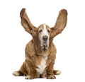 Old Basset Hound sitting with ears up Royalty Free Stock Photo