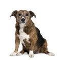Old dog in front of white background Royalty Free Stock Photo