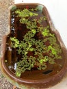 Old Bathtub converted to outdoor fish tank