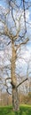 Old battered large tree in Garfield Park by Bean Creek in Indianapolis Indiana, Tall Panorama