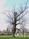 Old battered large tree in Garfield Park by Bean Creek in Indianapolis Indiana, Tall Panorama Royalty Free Stock Photo