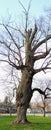 Old battered large tree in Garfield Park by Bean Creek in Indianapolis Indiana, Tall Panorama