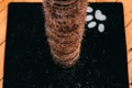 Old battered scratching post. close up Royalty Free Stock Photo