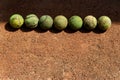 Old battered tennis balls lie in a row on clay court. Funny sports background Royalty Free Stock Photo