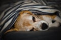 An old beagle, dog, laying in a bed, chilling and beautiful Royalty Free Stock Photo