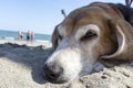 Old Beagle dog, lying on the beach Royalty Free Stock Photo