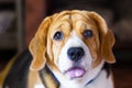 Old beagle dog with sad eyes and lonely. selective focus Royalty Free Stock Photo