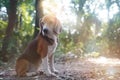 An old beagle dog is sitting down on the ground under the tree Royalty Free Stock Photo