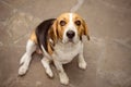 Old beagle dog sitting on a stone floor and looking at the camera. Royalty Free Stock Photo