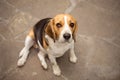 Old beagle dog sitting on a stone floor and looking at the camera. Royalty Free Stock Photo