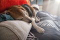 Old Beagle dog sleeping on the bed Royalty Free Stock Photo