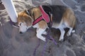 Dog sleeping and dreaming in the beach Royalty Free Stock Photo