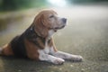 An old beagle dog stick out tongue while lay down on the lonely road Royalty Free Stock Photo