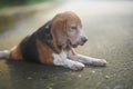 An old beagle dog stick out tongue while lay down on the lonely road Royalty Free Stock Photo