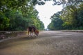 An old beagle dog is sticking out tongue while standing on the empty road Royalty Free Stock Photo