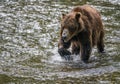 Old bear close-up Royalty Free Stock Photo