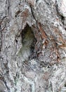 Old tree bark with hole, Lithuania Royalty Free Stock Photo