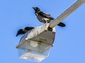 Old beautiful crows on street lamp in Greece Royalty Free Stock Photo