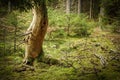 Old beautiful dead tree in mossy coniferous forest Royalty Free Stock Photo