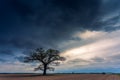 Old oak tree in the evening light, Lithuania Europe Royalty Free Stock Photo