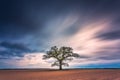 Old oak tree in the evening light, Lithuania Europe Royalty Free Stock Photo