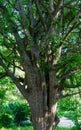Old beautiful Parrotia persica or Persian ironwood tree in spring Arboretum Park Southern Cultures in Sirius Adler Sochi. Royalty Free Stock Photo