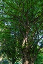 Old beautiful Parrotia persica or Persian ironwood tree in spring Arboretum Park Southern Cultures in Sirius Adler Sochi. Royalty Free Stock Photo