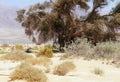 Old beautiful tree in Arava desert Royalty Free Stock Photo